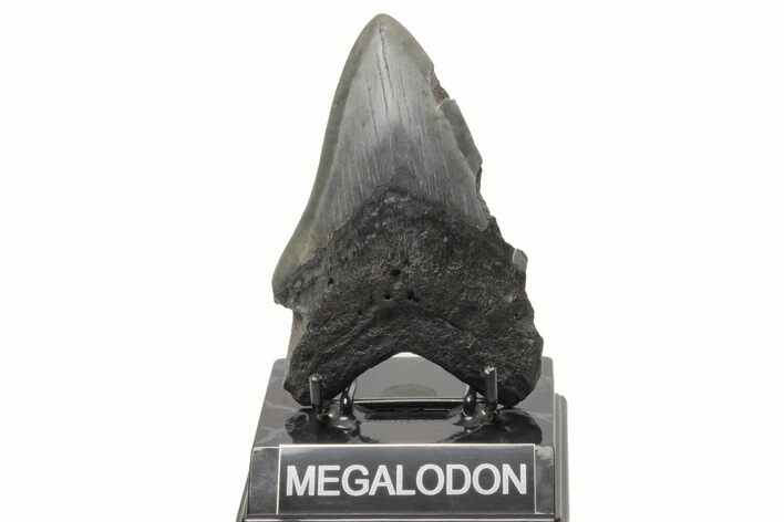 Bargain, Fossil Megalodon Tooth - South Carolina #214705